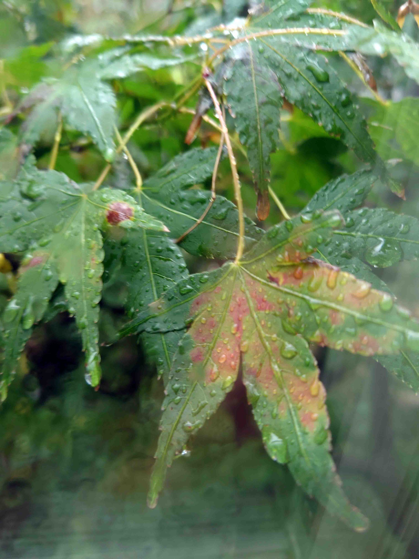 2dbbcd8cc96b566ba74764663d8405f2-1762753021.jpg 2dbbcd8cc96b566ba74764663d8405f2-1762753021.jpg