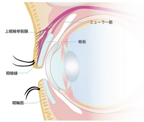 眼瞼下垂症について