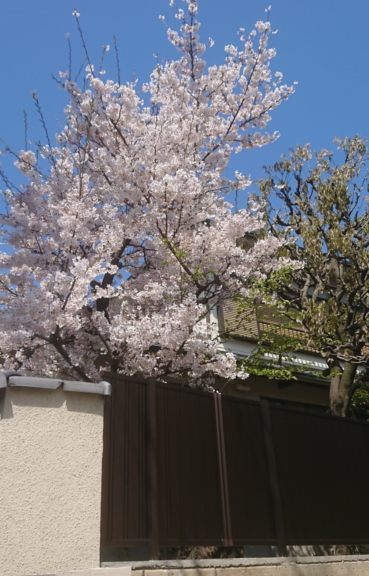 新年度が始まりました