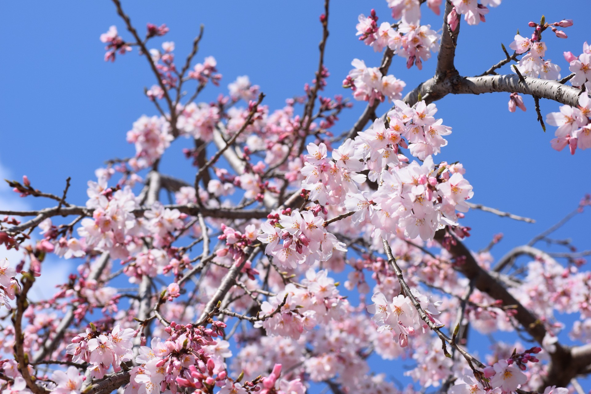 桜咲く