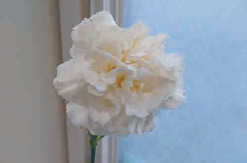 限界と自己管理