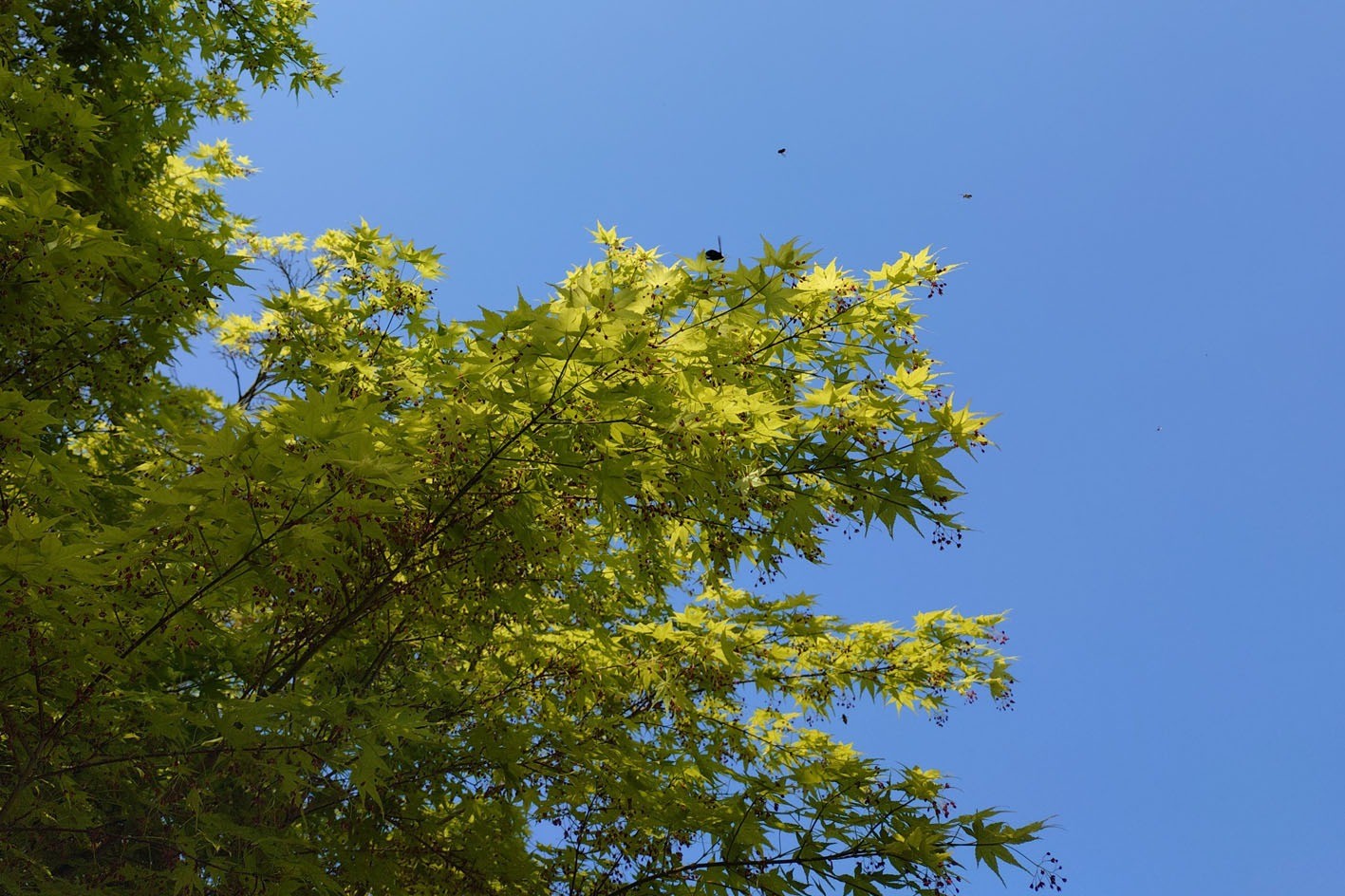 気付けば、桜散ってる！